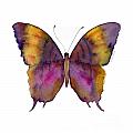 99 Marcella Daggerwing Butterfly