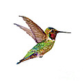 Anna Hummingbird