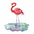 Flamingo Pose