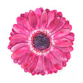 Magenta Gerbera Daisy