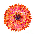 Orange Gerbera Daisy