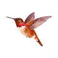 Rufous Hummingbird