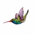 Swooping Broad Billed Hummingbird
