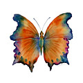 1 Wizard Butterfly