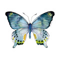 68 Laglaizei Butterfly